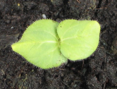 okra old 2
